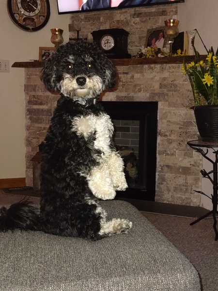 Georgie 