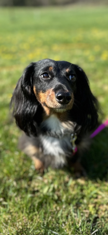 Pip
