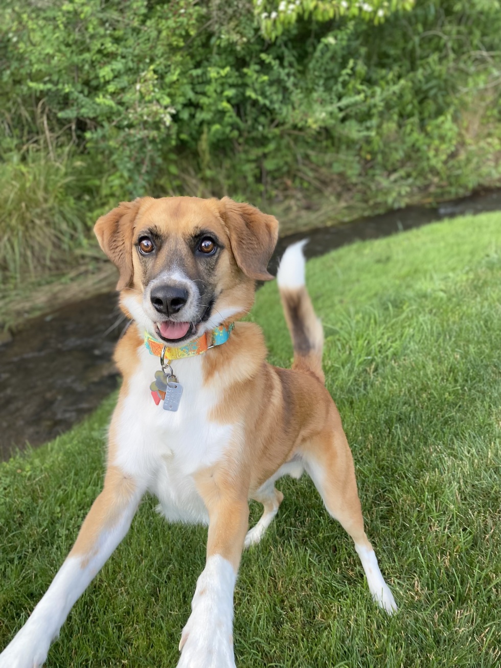 Vote for Scooby | Four Footed Friends 2024 Pet Photo Calendar Contest Vote for Scooby | Four Footed Friends 2024 Pet Photo Calendar Contest