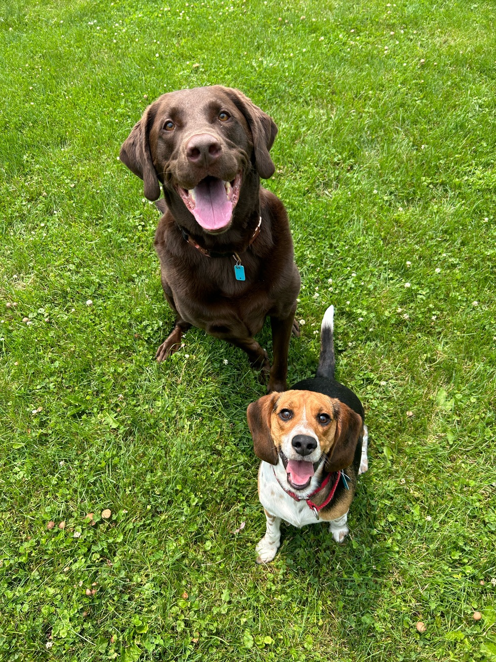 Vote for Chalky and Scooby | Four Footed Friends 2024 Pet Photo Vote for Chalky and Scooby | Four Footed Friends 2024 Pet Photo