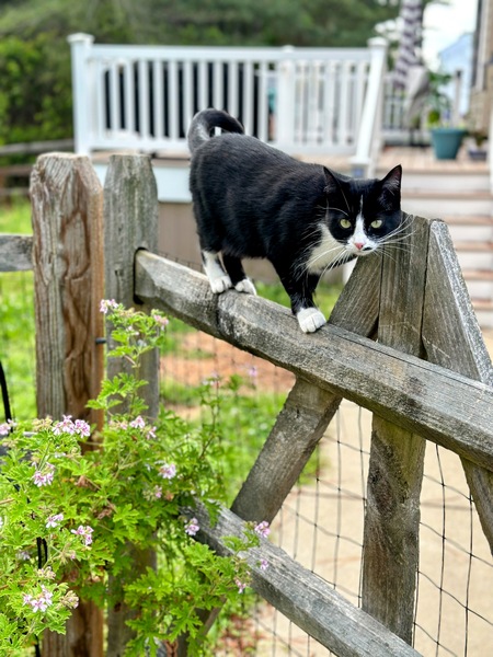 Lady Lucille “Lucy” Bellatrix Everett of Williamsburg