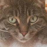 Entry image for Pepper