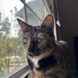 Entry image for Bogg