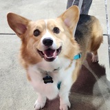 Entry image for Penny