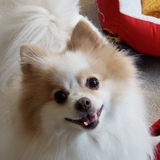 Entry image for Sweetpea 