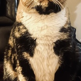 Entry image for Coco 