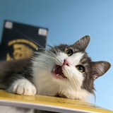 Entry image for Penny