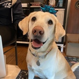 Entry image for Mr Peanutbutter 