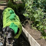 Entry image for Raven