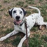 Entry image for Zeke