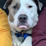 Entry image for Bronn of the Blackwater