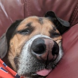 Entry image for Professor