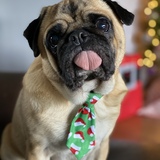 Entry image for Frank