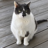 Entry image for Jasper 