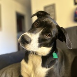 Entry image for Elektra