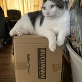 Entry image for Gordon