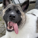 Entry image for Kora