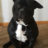 Entry image for Diesel