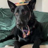 Entry image for Dita Von Woofsalot