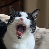 Entry image for Bear