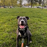 Entry image for Luna 