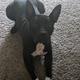 Entry image for Monty