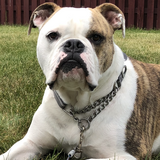 Entry image for Kingsley