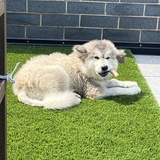 Entry image for Bobert