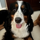 Entry image for Trixie