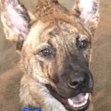 Entry image for Tiger