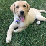 Entry image for Ruby