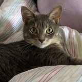 Entry image for Cosmo