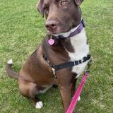 Entry image for Brownie