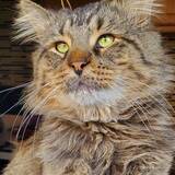 Entry image for Fluffy 