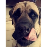 Entry image for Diesel