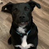 Entry image for Milo