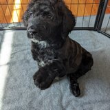 Entry image for Nova