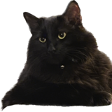 Entry image for Jack Black