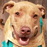 Entry image for Whiskey