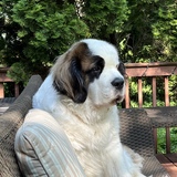 Entry image for Ollie