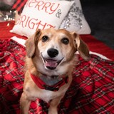 Entry image for Romeo