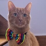 Entry image for Patrick