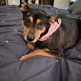 Entry image for Lexi