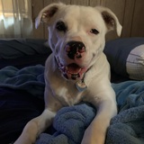 Entry image for Alfred