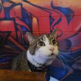 Entry image for Loki