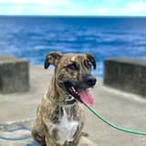 Entry image for Otis