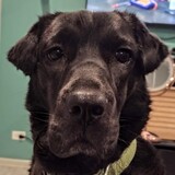 Entry image for Phoebe