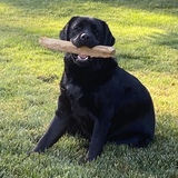 Entry image for Marty