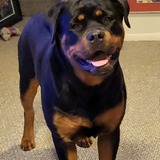 Entry image for Lucy