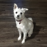 Entry image for Pepper